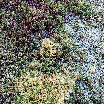 スギゴケの投稿画像一覧 Greensnap グリーンスナップ