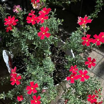 サンブリテニア　スカーレットの画像 by こさか 香咲花 さん | 小さな庭とサンブリテニア　スカーレットと自己満足
