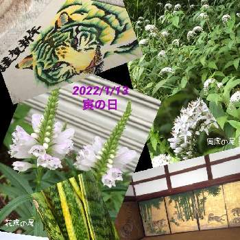 トラノオの投稿画像一覧 Greensnap グリーンスナップ