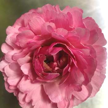 素晴らしいの画像 by heartさん | ラナンキュラスと素敵なお花とピンクの花とコロナに負けるな！と素晴らしいと大好きなお花とピンクワールドへ ようこそ