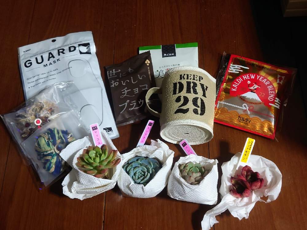 モンブランの投稿画像 by あおくーさん｜レッドモランと ベンバディスとマッコスと多肉植物と45さんの韓国苗とno