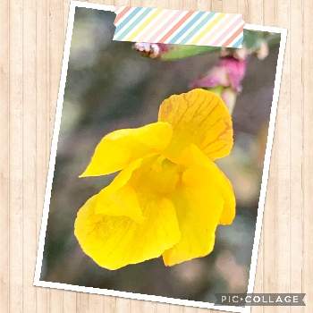 黄梅,小さな庭の植物,初春,黄色の花,黄梅！の画像
