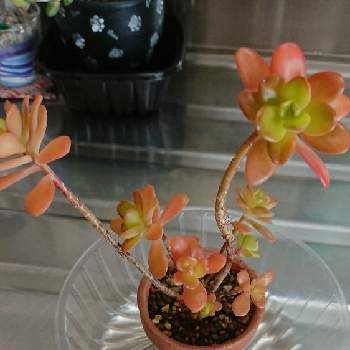 小さい鉢の投稿画像一覧 Greensnap グリーンスナップ