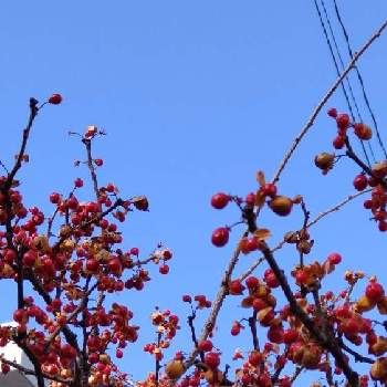 赤い実のなる木の画像 by あななさん | お出かけ先とツルウメモドキと赤い実のなる木とマサキ…？とツルウメモドキ♪