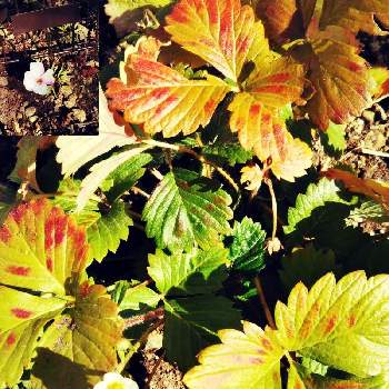 オキザリス,ワイルドストロベリー,イオノプシスかも,植物のある暮らし,冬葉がキレイの画像