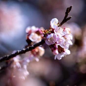 カンザクラの画像 by houroumonoさん | カンザクラとピンク色の花とさくら 桜 サクラ