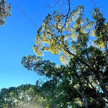 青い空との画像 by レモン茶さん | お出かけ先とお日様とと木漏れ日の木曜日とキラキラ✨と神社と寒川神社と青い空と