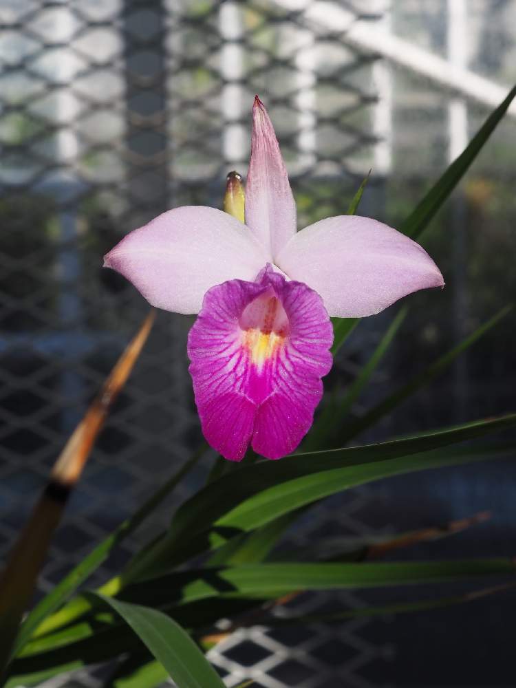 ナリヤランの投稿画像 by E.T.Jonesさん｜ラン科と山野草 (2022月1月13日)｜🍀GreenSnap