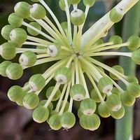 ヤツデ,庭木,山野草,樹木,ウコギ科の画像