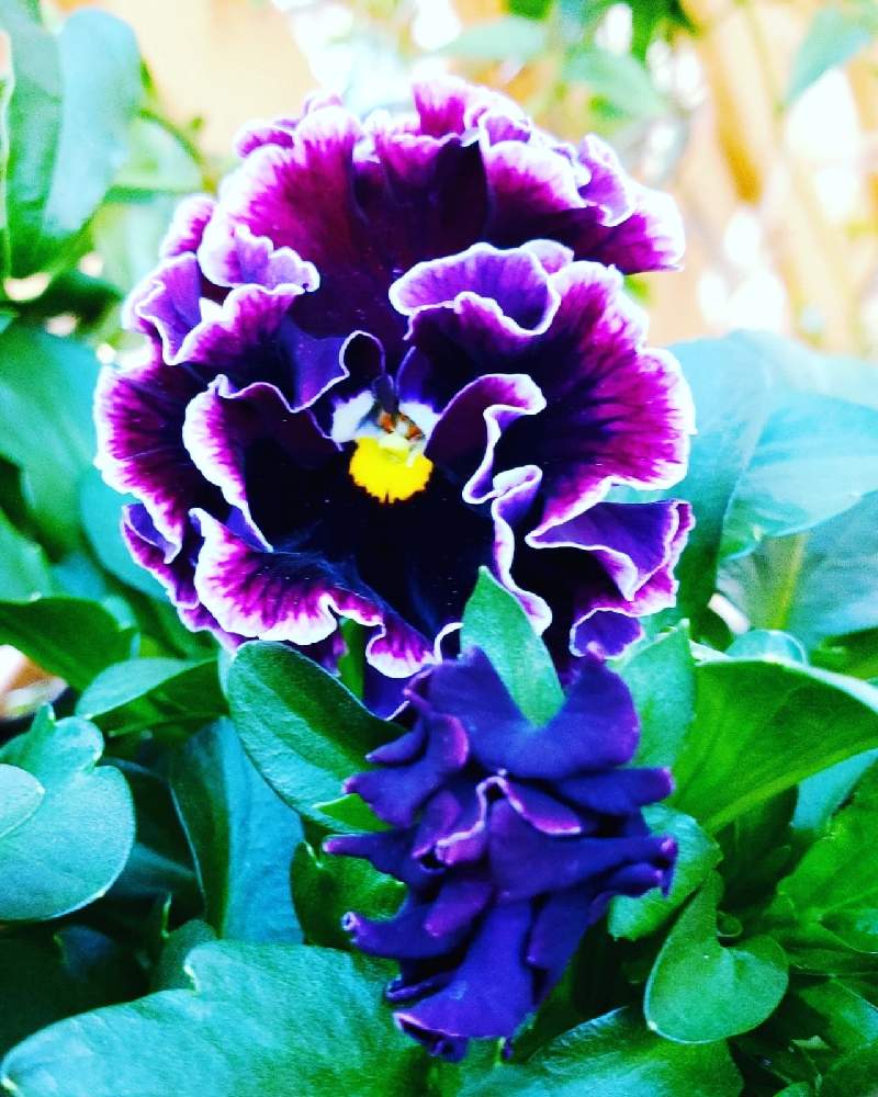 HTCの投稿画像 by aki～nakさん｜WEEKEND FLOWERと絵になるスミレと妄想倶楽部と季節のお花と