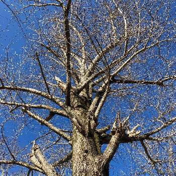 イチョウ,樹木,青空,巨木古木の木曜日,野外活動センターの画像