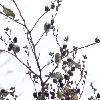 ハンノキ属の投稿画像一覧 Greensnap グリーンスナップ