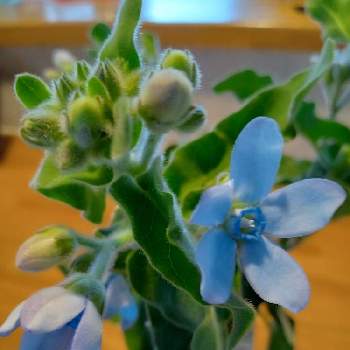 花に託しての画像 by ユキさん | 部屋とブルースターと花に支えられてと愛をあなたに。。。と変わらぬ愛と花に託してと大切な花友さんへと花のある暮らしと青い花マニア
