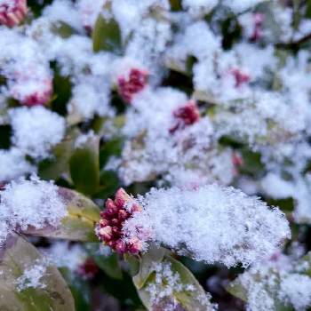 沈丁花の蕾♡の画像 by ヨウコさん | 広い庭とありがとね♡と沈丁花の蕾♡と沈丁花♡と雪が降りましたと何時もありがとうと日本を元気に♡
