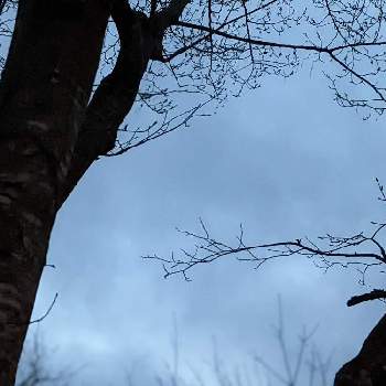 木々✽の画像 by 秋草さん | 広い庭とアカシデとアカシデ✽と雲仲間と冬色✽と空✽と木々✽