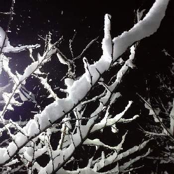 桜の木の画像 by きんぎょ.。o○さん | 車庫と桜の木と雪の花と雪景色と色白美人とコロナウイルスの終息を願う！