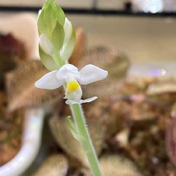 宝石蘭の投稿画像一覧 Greensnap グリーンスナップ