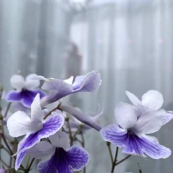 小さな蕾の画像 by しぶちゃんさん | 部屋とストレプトカーパスとネコ好きと花のある暮らしと小さな蕾と紫色のお花