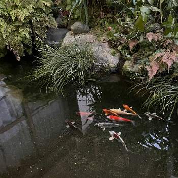 池に...の画像 by あおうみうしさん | 池に...とあおうみ*生活とあおうみ*水性と花の15年組とあおうみ*生き物達