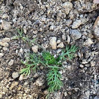 パクチーの芽の投稿画像一覧 Greensnap グリーンスナップ