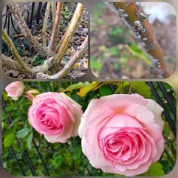 カイガラムシの投稿画像一覧 Greensnap グリーンスナップ カイガラムシの投稿画像一覧 Greensnap グリーンスナップ