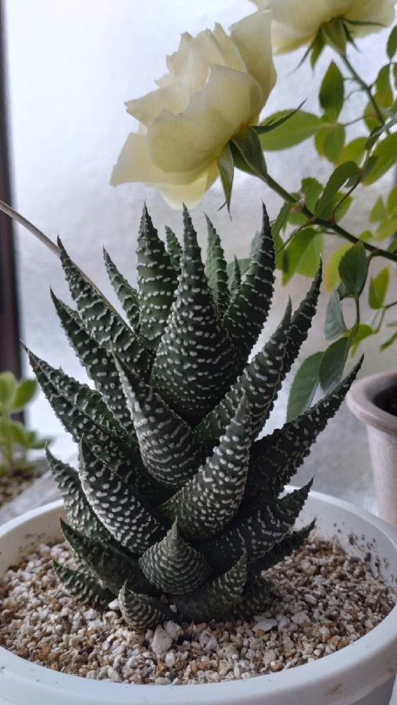 ミニバラの投稿画像 by かねーちゃんさん｜金曜ローズショーと ️冬にまけるな ️といつも心に太陽を (2022月1