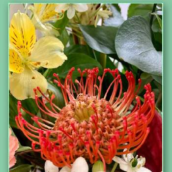 ピンクッション の投稿画像一覧 Greensnap グリーンスナップ ピンクッション の投稿画像一覧 Greensnap グリーンスナップ