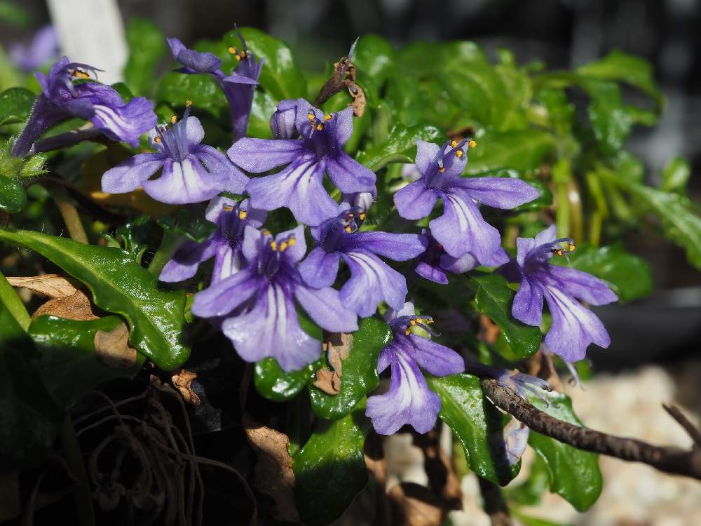 ヒメキランソウの投稿画像 by E.T.Jonesさん｜山野草とシソ科 (2022月1月14日)｜🍀