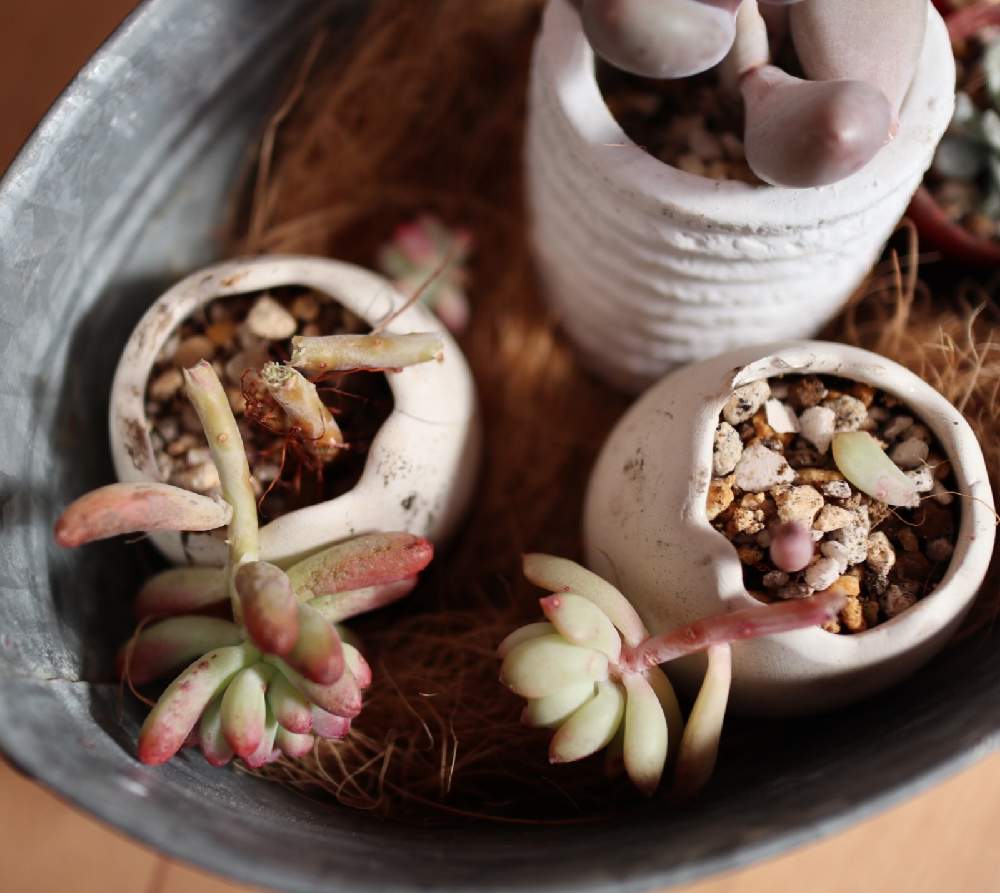 乙女心の投稿画像 by しまKさん｜マッコスと多肉植物とおうち園芸 (2022月1月14日)｜🍀GreenSnap