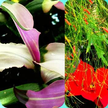植物園温室の画像 by sumiko87さん | お出かけ先とポインセチアとハツユキツユクサ（トランディスカンチア）とルッセリアと植物のある暮らしと植物園温室と美しい葉と皆様に感謝と花のある暮らしとかわいい花と癒しのひと時