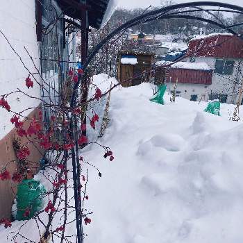 雪が降った～！の画像 by あおいねこさん | 北国と冬の庭と雪が降った～！と外は雪景色と北海道の庭と北海道