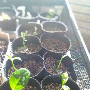 レモンの種の投稿画像一覧 Greensnap グリーンスナップ