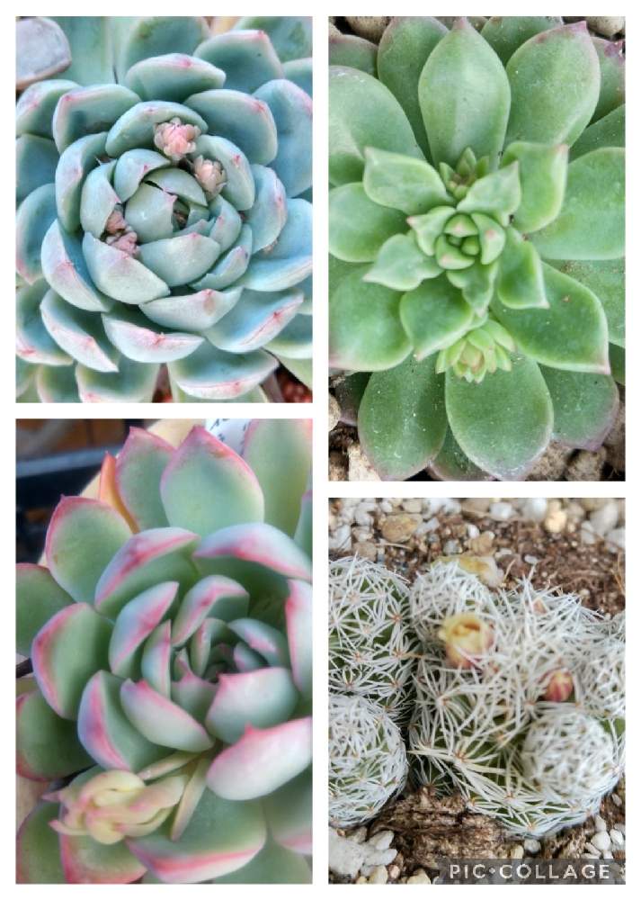 ギンテマリの投稿画像 by がっちゃんさん｜マッコスとはなうらら (2022月1月14日)｜🍀GreenSnap