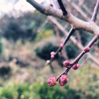 梅の蕾の画像 by guriguraさん | 広い庭と梅の蕾と金曜日の蕾たちとありがとう♡と頑張って育ってねと広島と家族のイベントとお墓参り