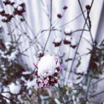 ヤナギハナガサの投稿画像一覧 Greensnap グリーンスナップ