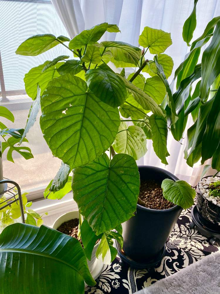 斑入りモンステラの投稿画像 by leftiさん｜フィカス・ウンベラータとモンステラ デリシオーサとドラセナ・マッ
