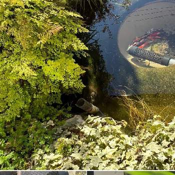 池に...の画像 by あおうみうしさん | あおうみ*水性と花の15年組とあおうみ*生き物達と池に...