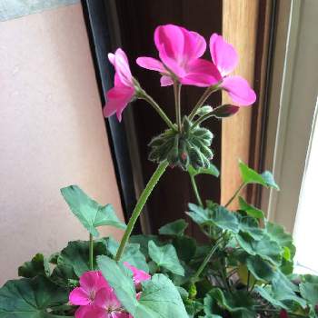 価格 表 72 淡いピンクの縁取りが濃いピンクの素敵なゼラニウム ピンクレース インテリア 住まい 小物 インテリア小物 大阪激安 Www Kaycosmetics Ec