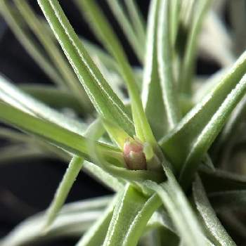 チランジア アエラントスの投稿画像一覧 Greensnap グリーンスナップ