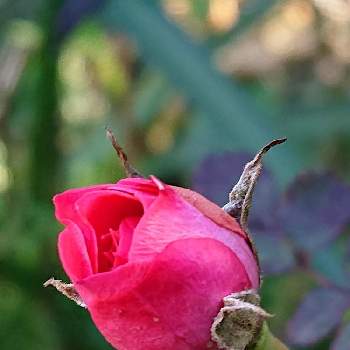みにばらの画像 by マイフラワーさん | 広い庭とつぼみと可愛い花とピンクのはなとみにばら