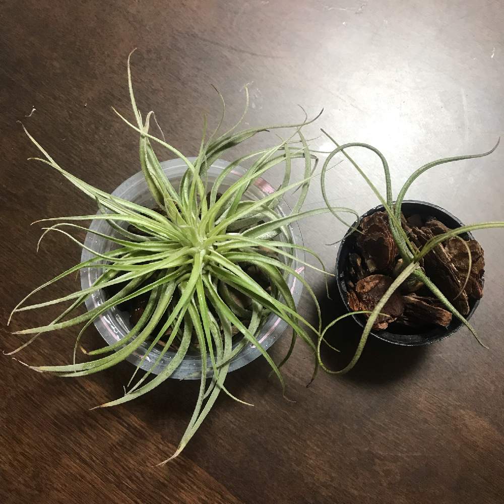 ベリッキアーナの投稿画像 by ぶんこさん｜ブッツィと多肉大好きとチランジア属と癒されます♥ (2022月1月14日