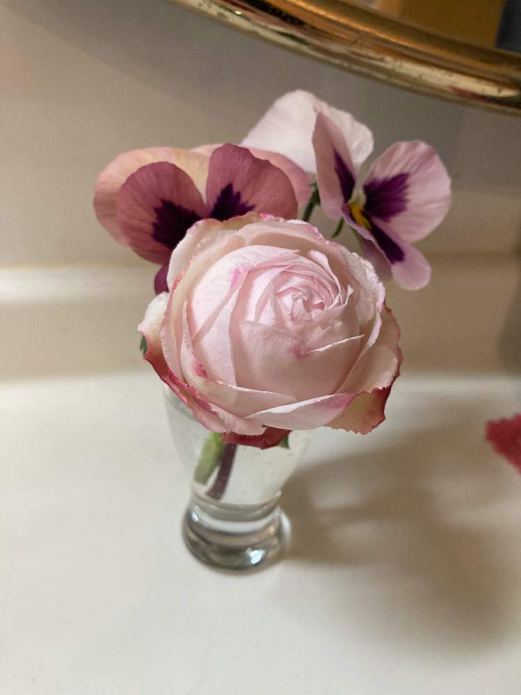 花のある暮らし♡の投稿画像 by Rose Rose！さん｜ばら バラ 薔薇とビオラ・パンジーと可愛いとガーデニング