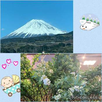 今日の富士山の画像 by くみちゃんさん | お出かけ先と小手毬(コデマリ)と富士と可愛い小さい花と可愛い花と真っ白い花と美しい富士山とGSの皆様に感謝♡と今日の富士山