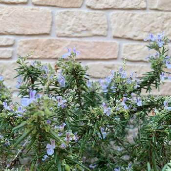 這い性の投稿画像一覧 Greensnap グリーンスナップ