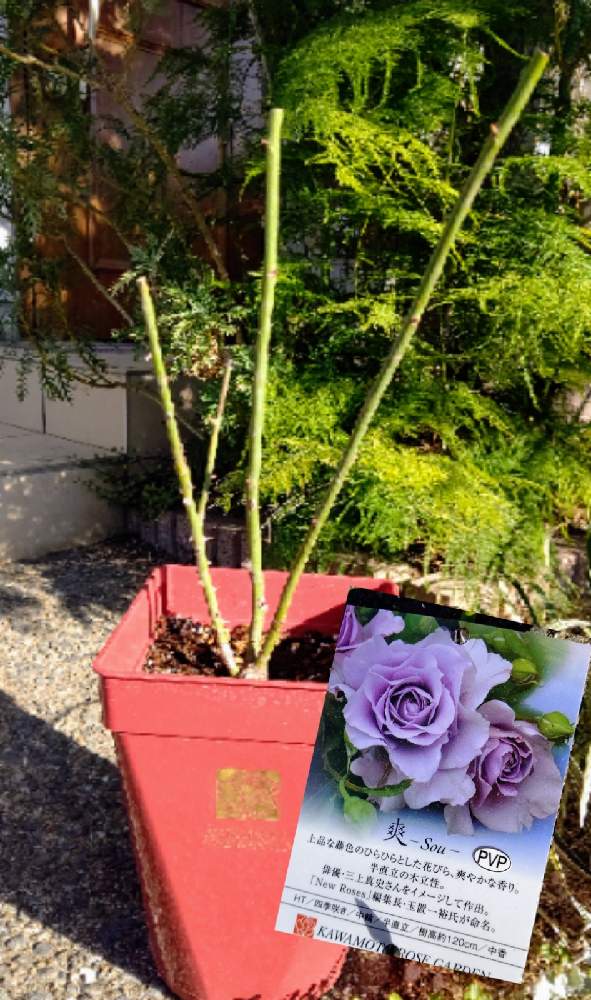 ばら バラ 薔薇の投稿画像 by 7にゃんさん｜おうちde園芸とおうち園芸とバラ好きとバラ・ミニバラ (2022月1