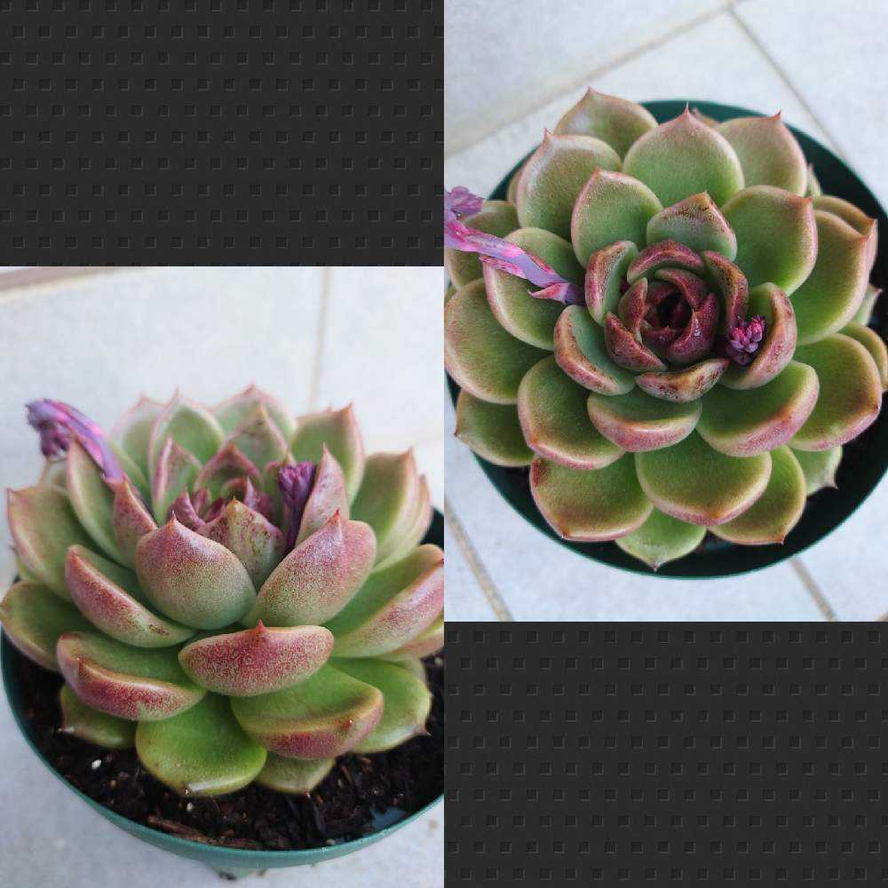 ブラック・ローズ｜🍀GreenSnap（グリーンスナップ）