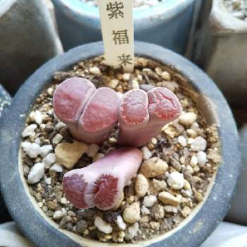 紫福来玉の投稿画像一覧 Greensnap グリーンスナップ