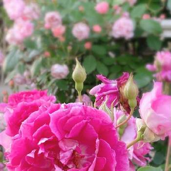 ガーデニング♪の画像 by ちょこっちさん | 小さな庭とバラが好き♪とばら バラ 薔薇とガーデニング♪とシェラザード♪とコーネリア♪