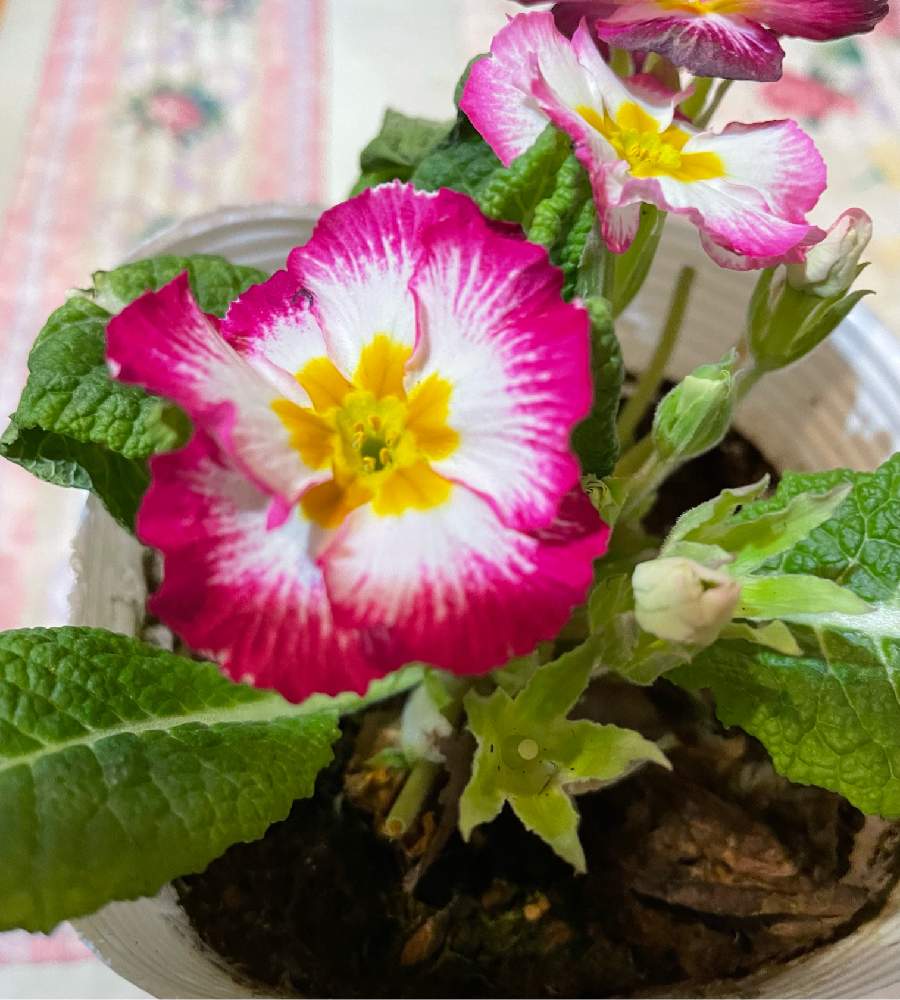 プリムラ ポリアンサの投稿画像 by pipiseikoさん｜鮮やか と可愛いと花好きと我が家のお花 (2022月1