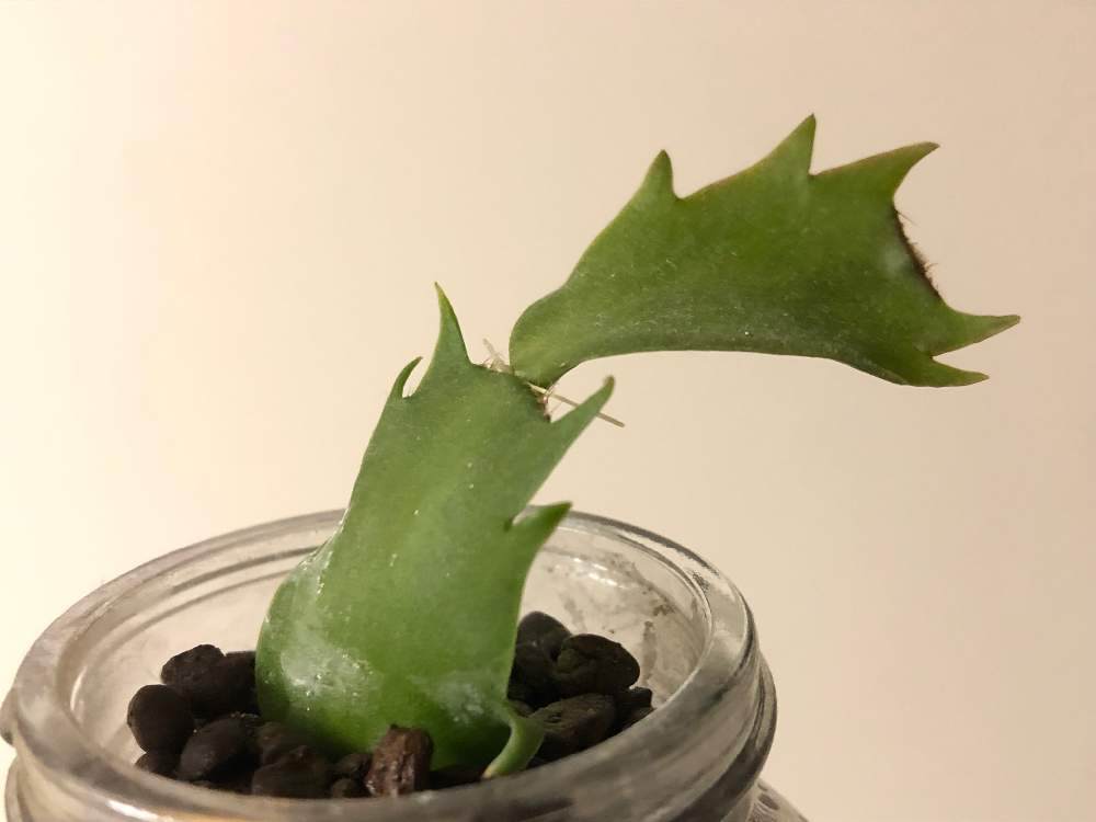 シャコバサボテンの投稿画像 By 秋崎きの子さん 部屋と多肉植物とハイドロカルチャーと多肉初心者と多肉植物とハイドロカルチャーと多肉初心者 22月1月14日 Greensnap グリーンスナップ Greensnap グリーンスナップ